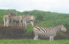 Zebra Herd Image